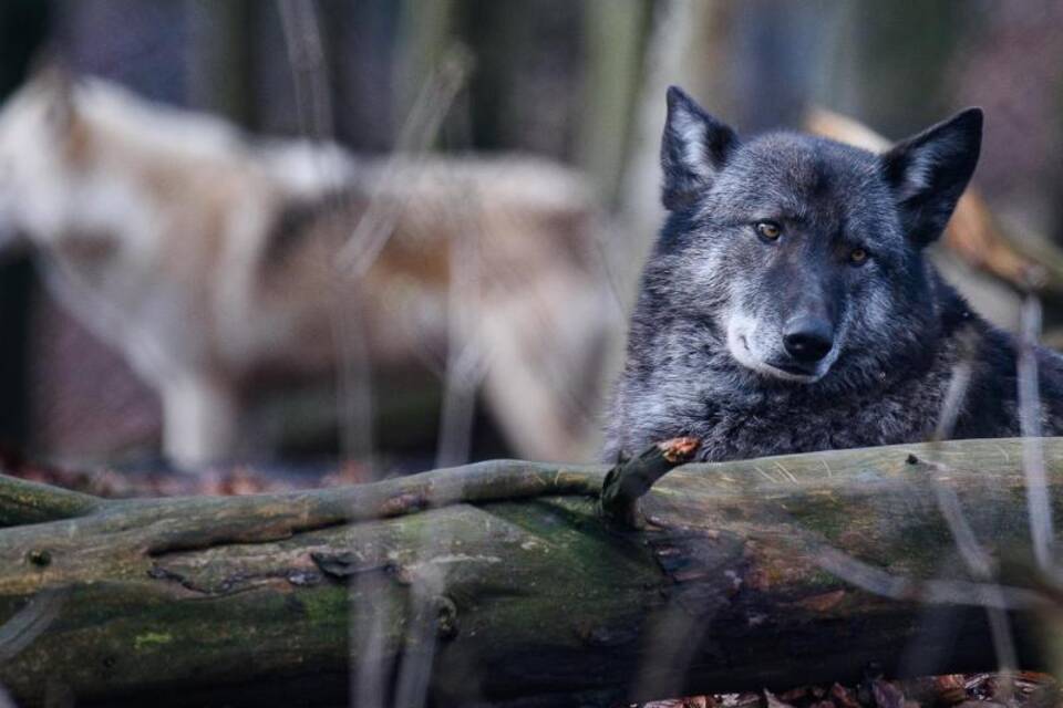 Wolfshybride Wolfshybride