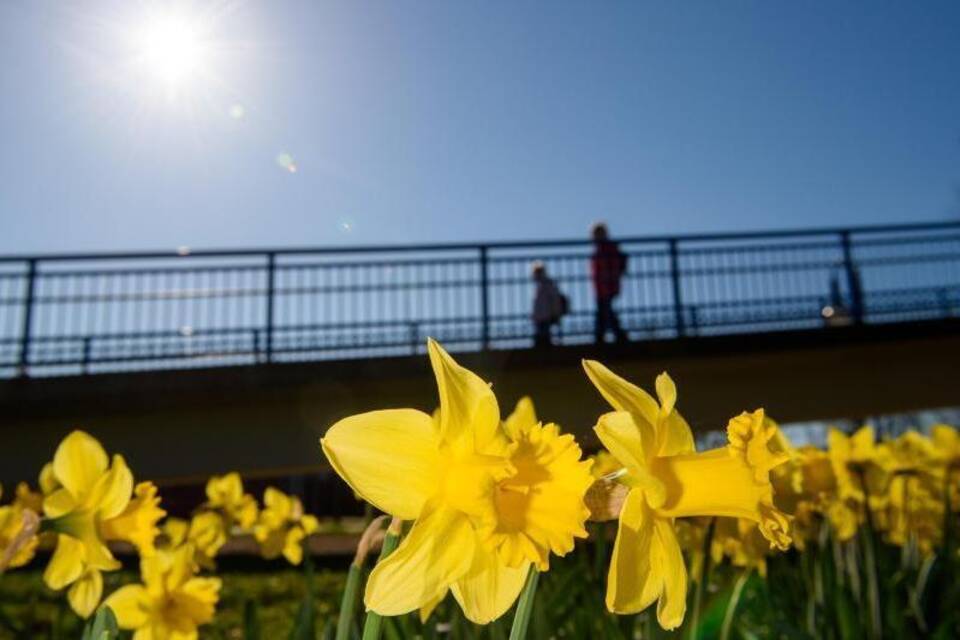 Frühling Osterglocken