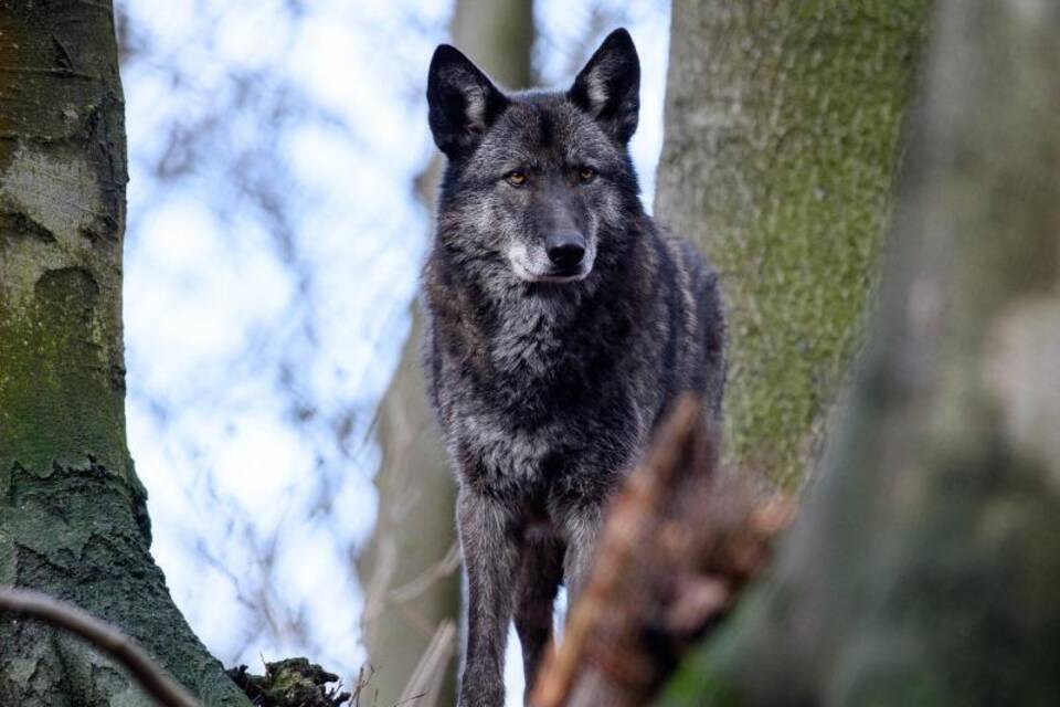 Wolfhund