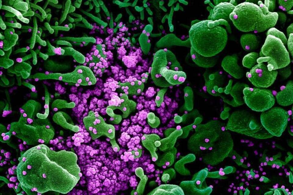 Coronavirus Coronavirus