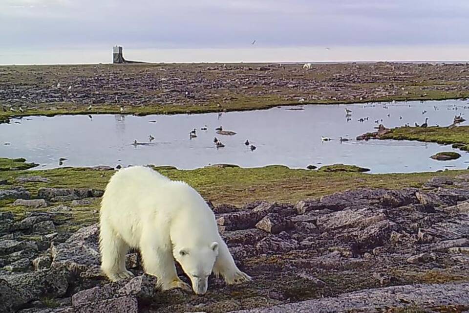 Eisbär Eisbär