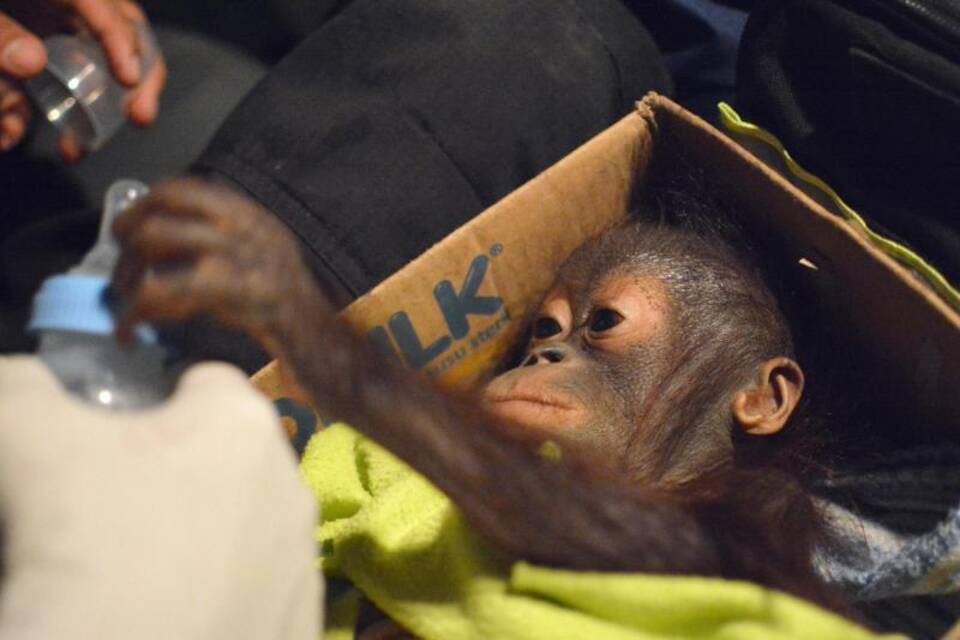 Orang-Utan-Baby Orang-Utan-Baby