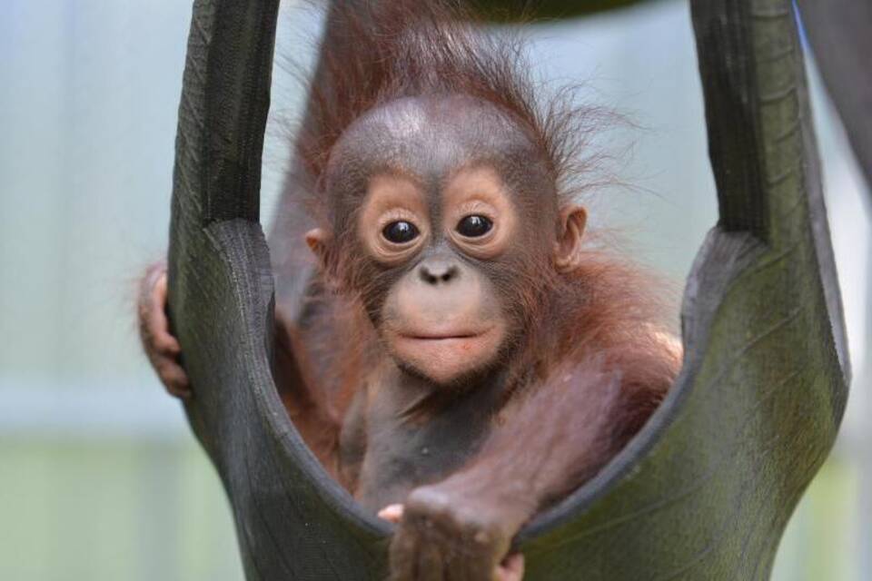 Orang-Utan