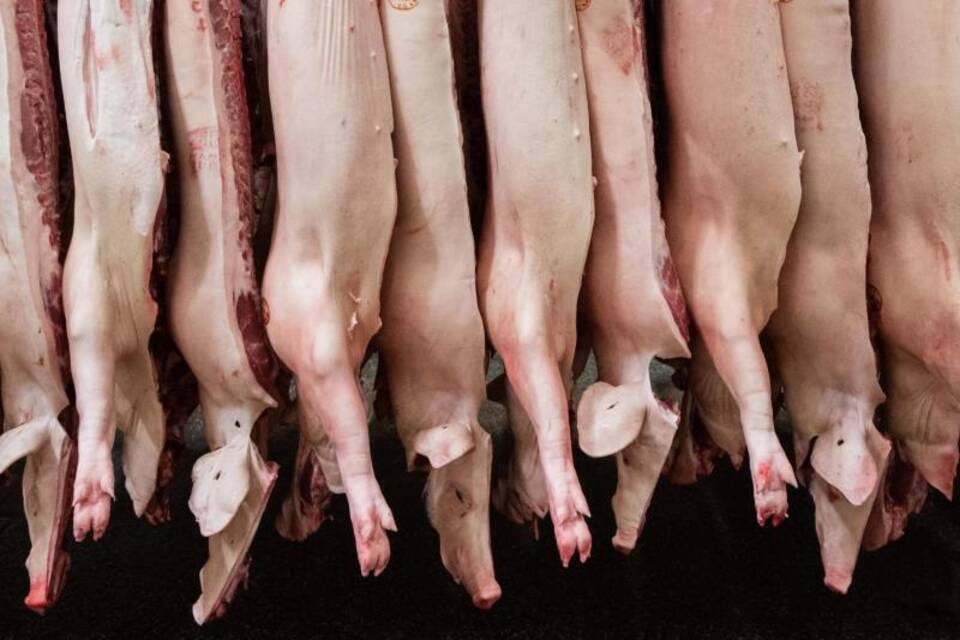 Geschlachtete Schweine Geschlachtete Schweine