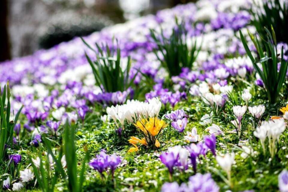 Krokusse Krokusse