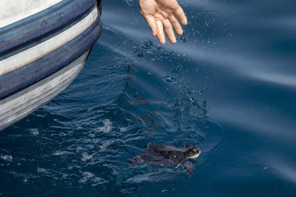 Schildkröten-Rettung