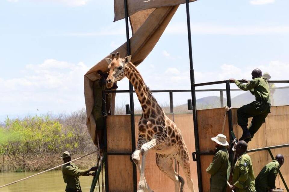 Neun Giraffen in Kenia umgesiedelt