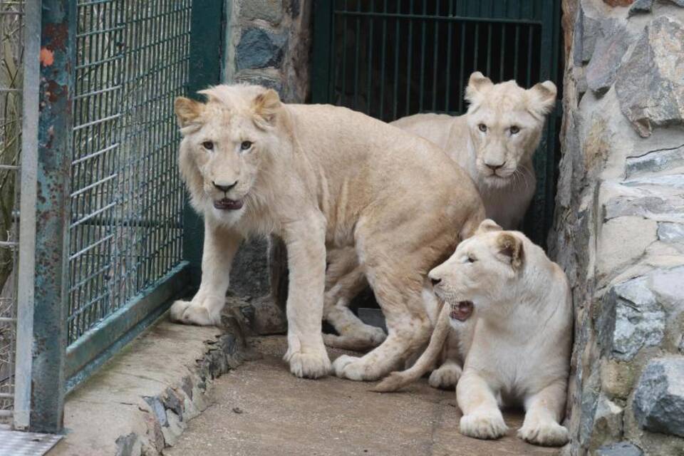 Weiße Löwenkinder