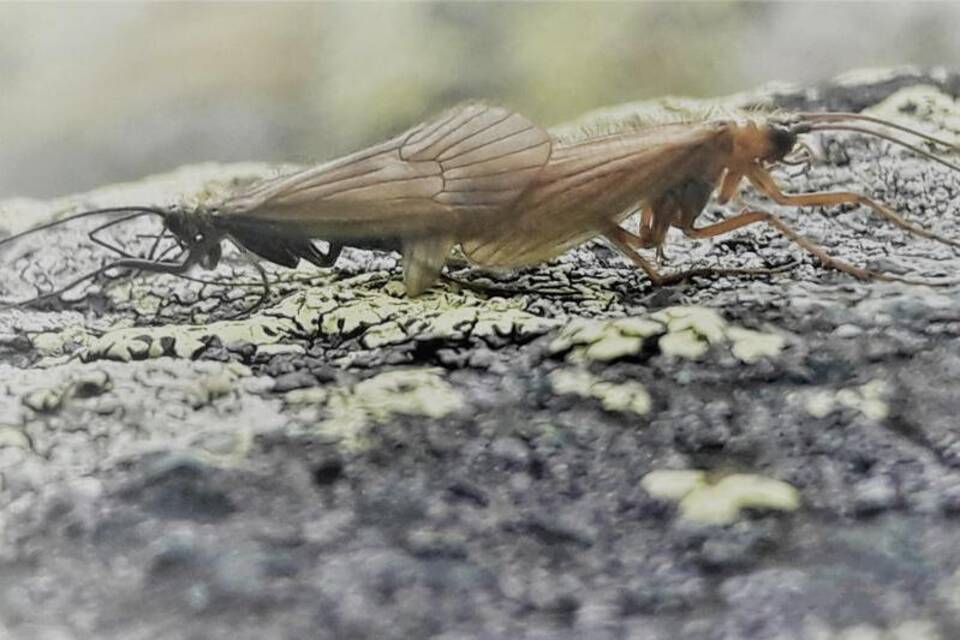 Potamophylax Coronavirus Potamophylax Coronavirus