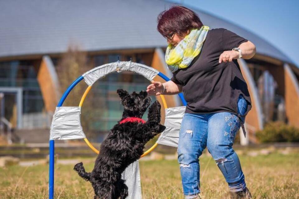 «Reifensprung» für Hunde