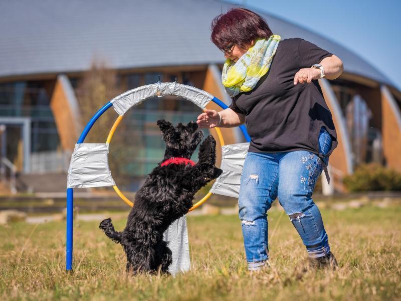 hund springt leute an
