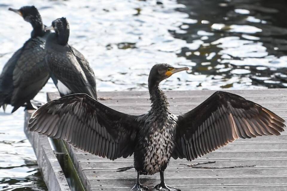 Kormoran Kormoran