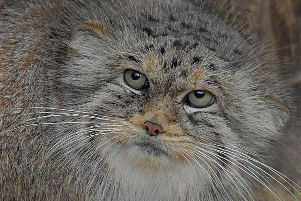 Manul-Katzen