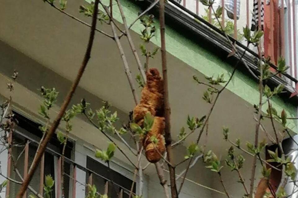 Gefährliches Tier in Busch erweist sich als Croissant Gefährliches Tier in Busch erweist sich als Croissant