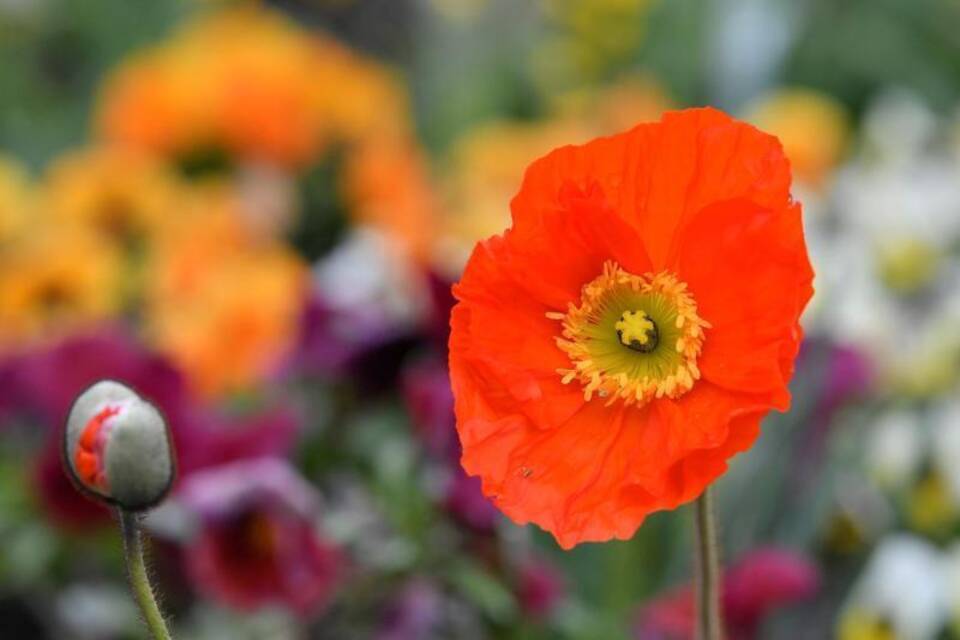 Bundesgartenschau Bundesgartenschau