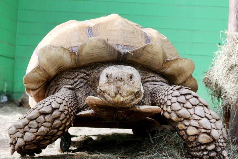 Schildkröte Helmuth trainiert mit Rollbrett