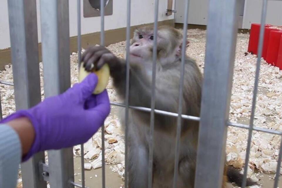 Tierversuche Tierversuche