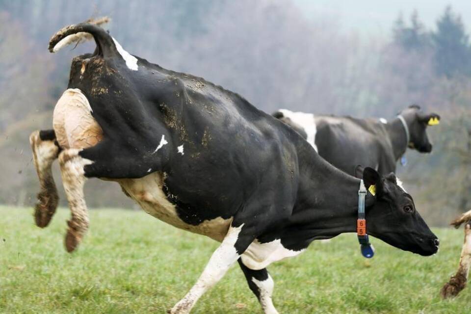 Kühe Kühe