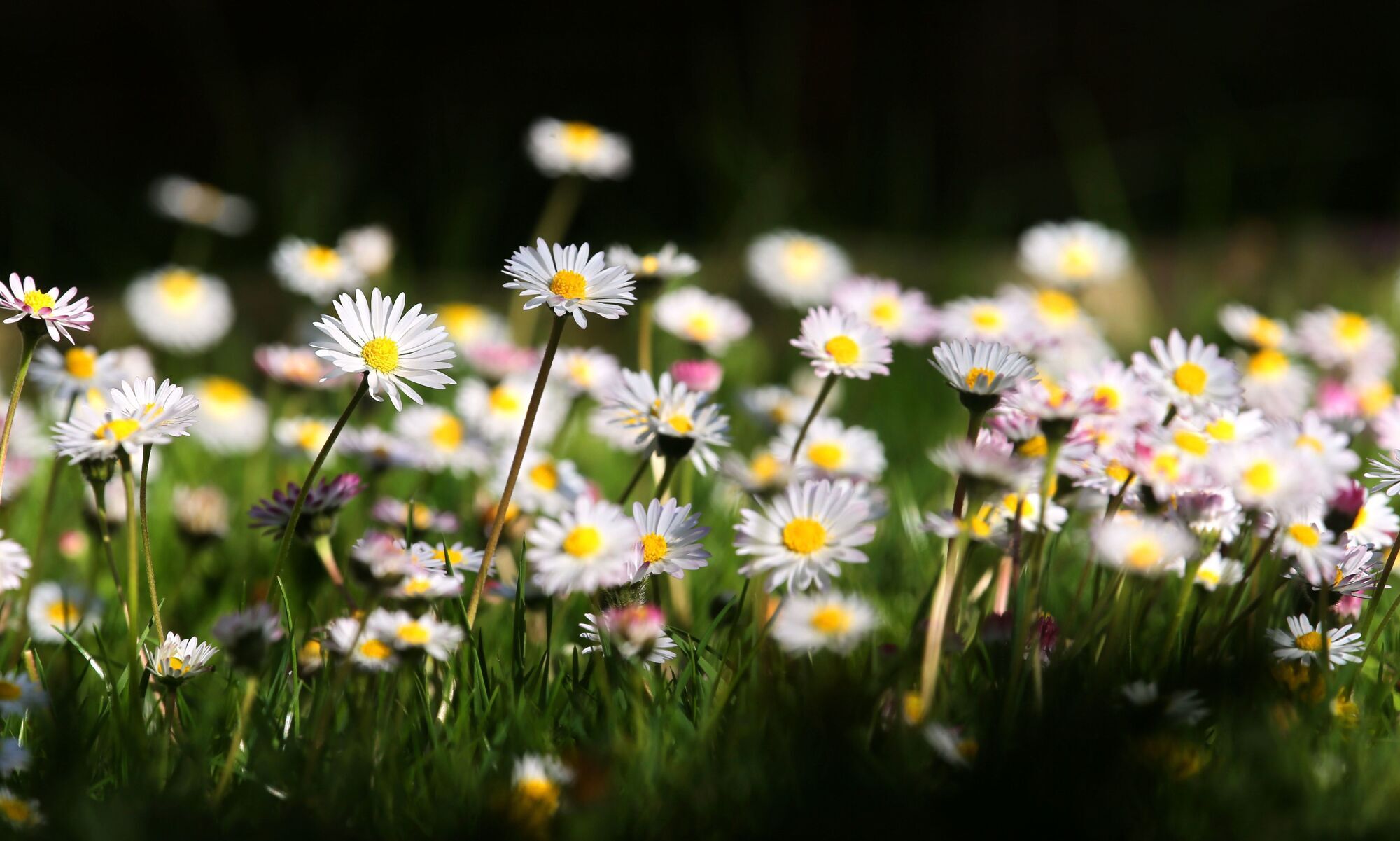 Heimische Pflanzen: Gänseblümchen aus dem Odenwald bieten viele ...