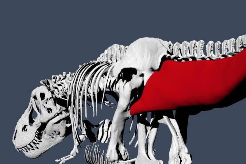 Tyrannosaurus rex ging etwas langsamer als ein Mensch Tyrannosaurus rex ging etwas langsamer als ein Mensch