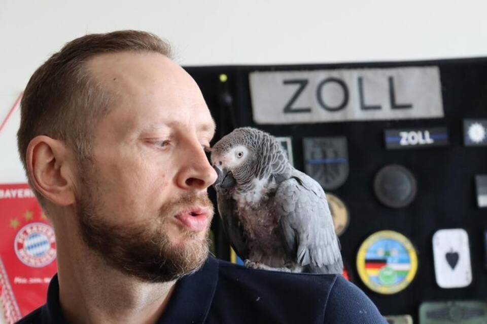 Graupapagei zu Besuch Graupapagei zu Besuch