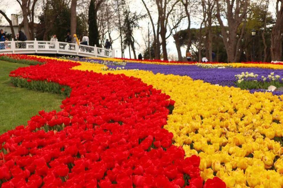 Tulpen Tulpen