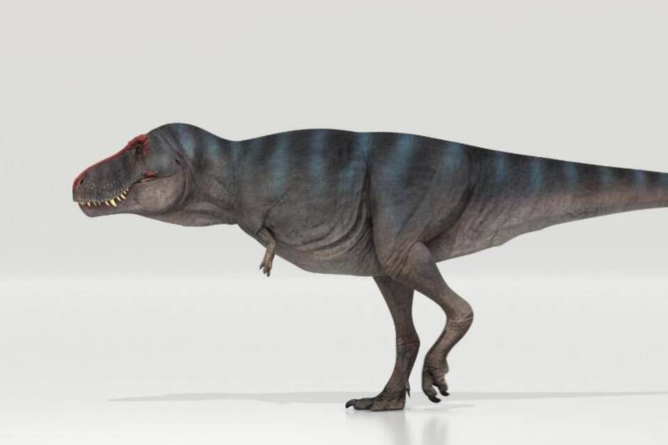 Tyrannosaurus Rex Tyrannosaurus Rex