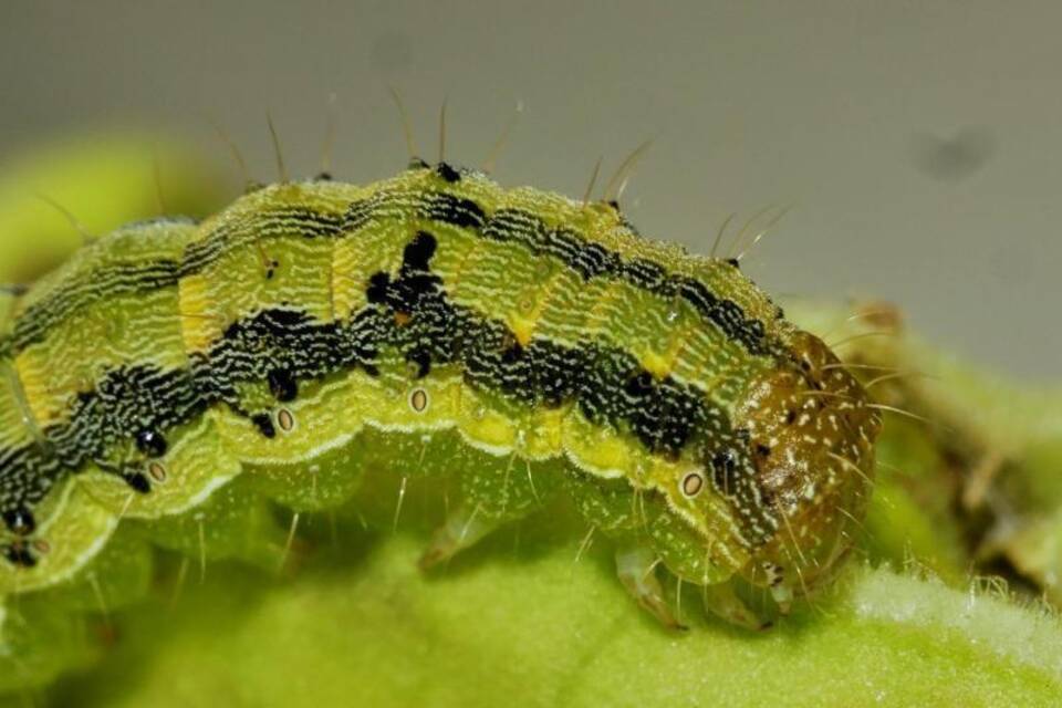 Raupe des Baumwollkaselwurms Raupe des Baumwollkaselwurms