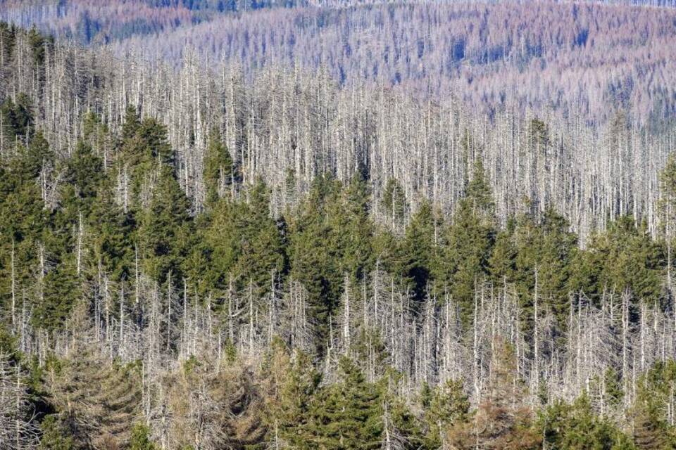Waldsterben im Harz Waldsterben im Harz