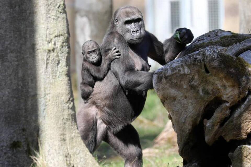 Gorilla-Baby