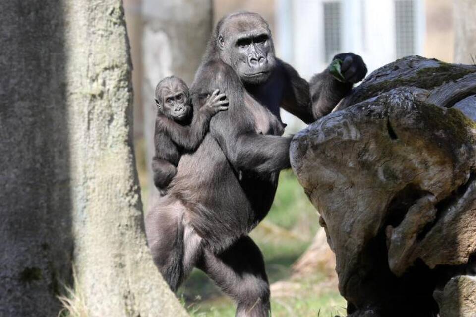 Gorilla-Baby Gorilla-Baby