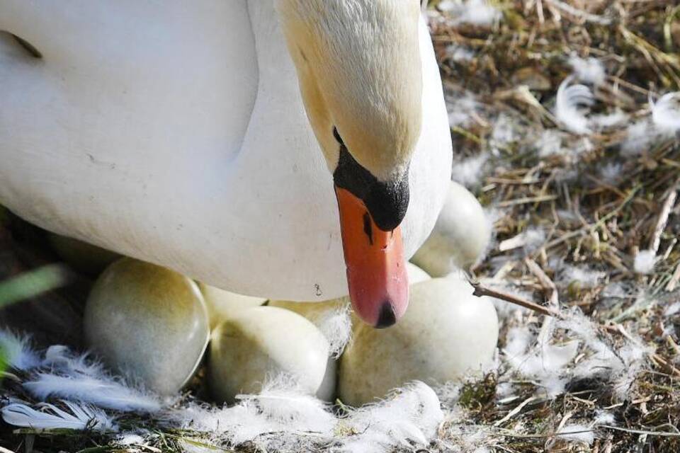Ein brütender Schwan Ein brütender Schwan