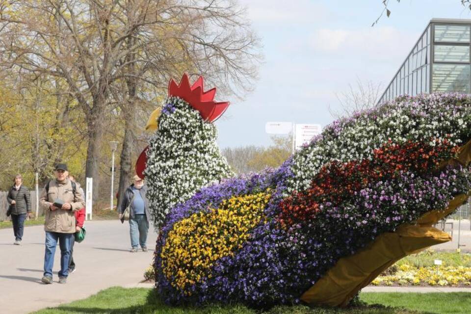 Blumiger Hahn Blumiger Hahn