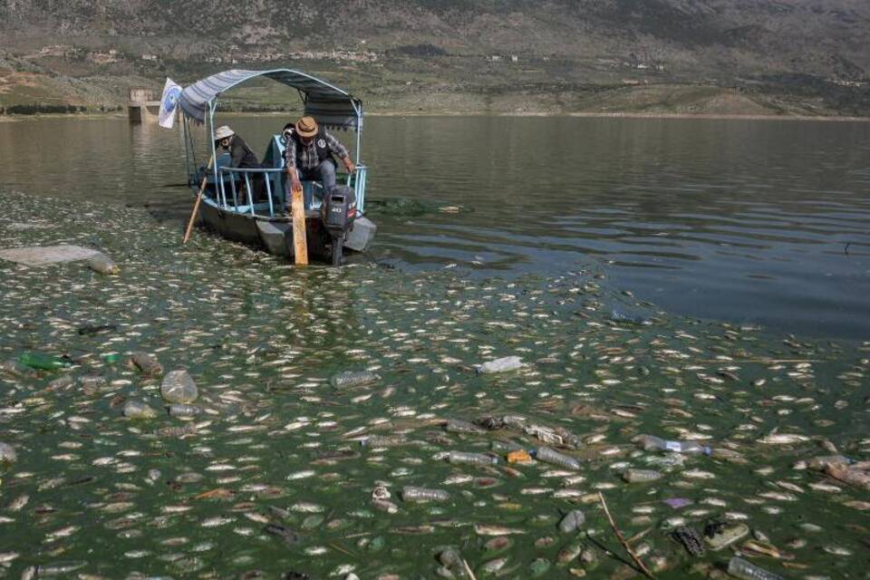 Tote Fische im Libanon