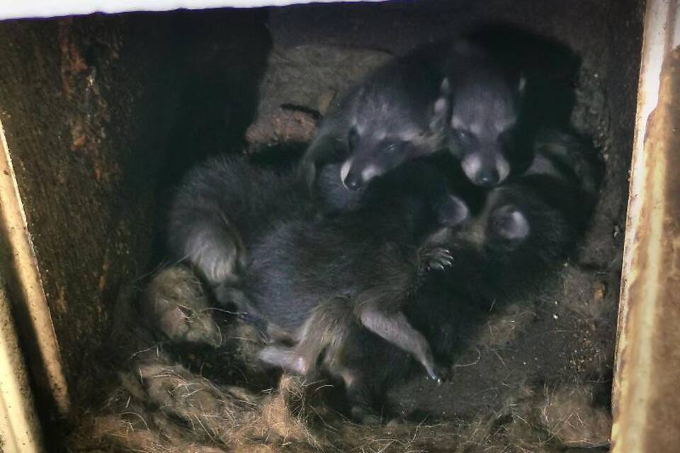 Waschbären im Kamin