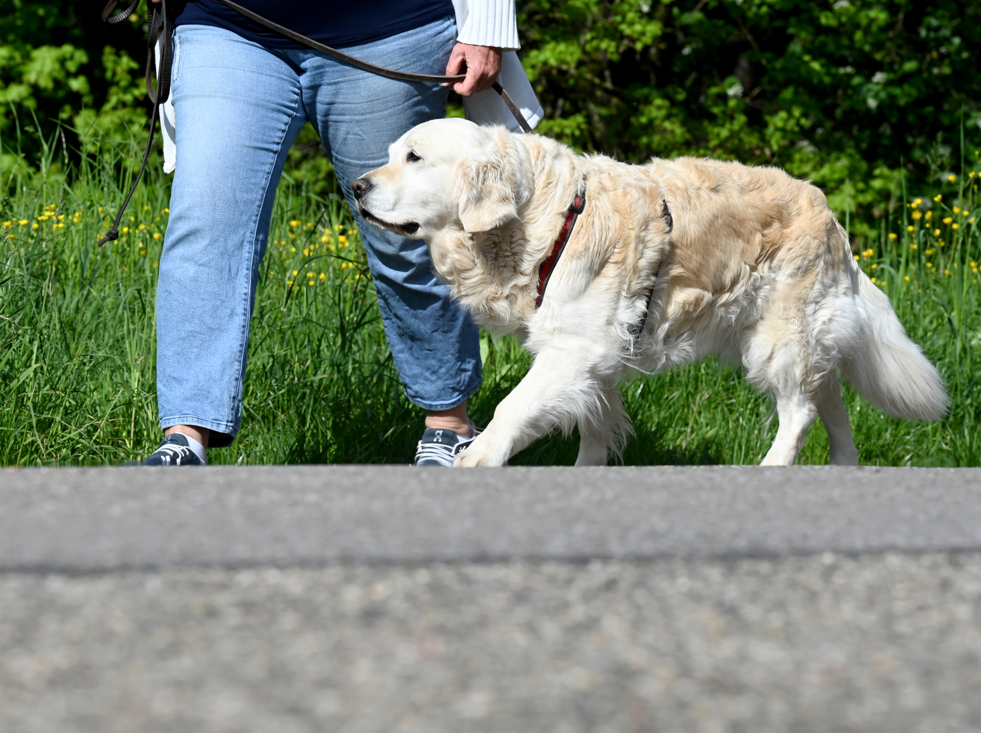 baden wurttemberg beim hunde fuhrerschein geht es vor allem ums rucksichtnehmen update sudwest rnz
