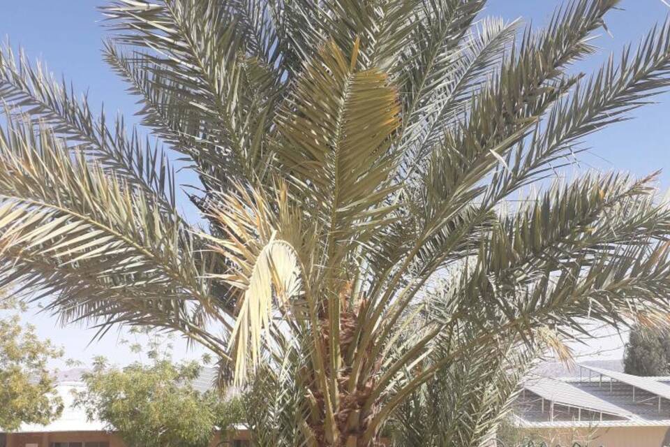 Dattelpalme Dattelpalme