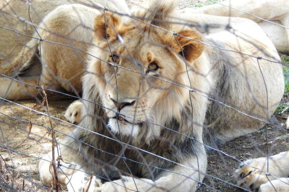 Südafrika will Löwenzucht stoppen
