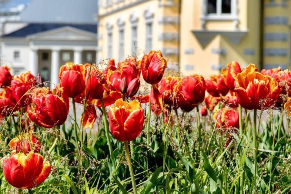 Tulpenblüte in Oldenburg