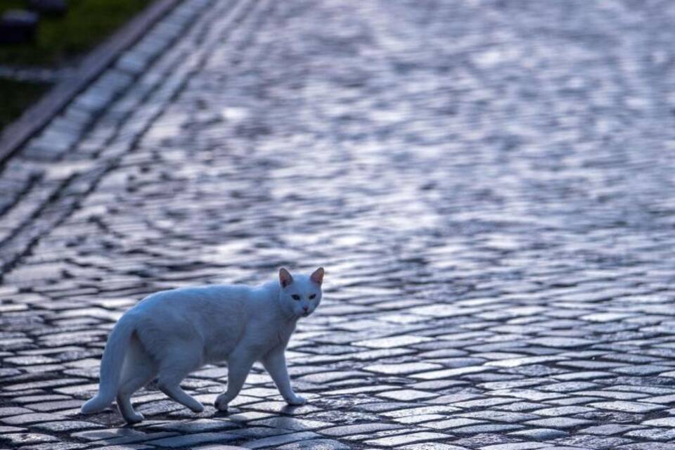 Katze Katze