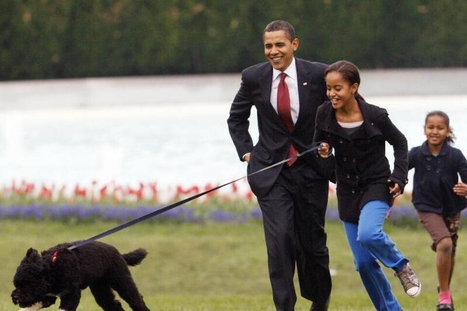 Familienhund Bo Familienhund Bo
