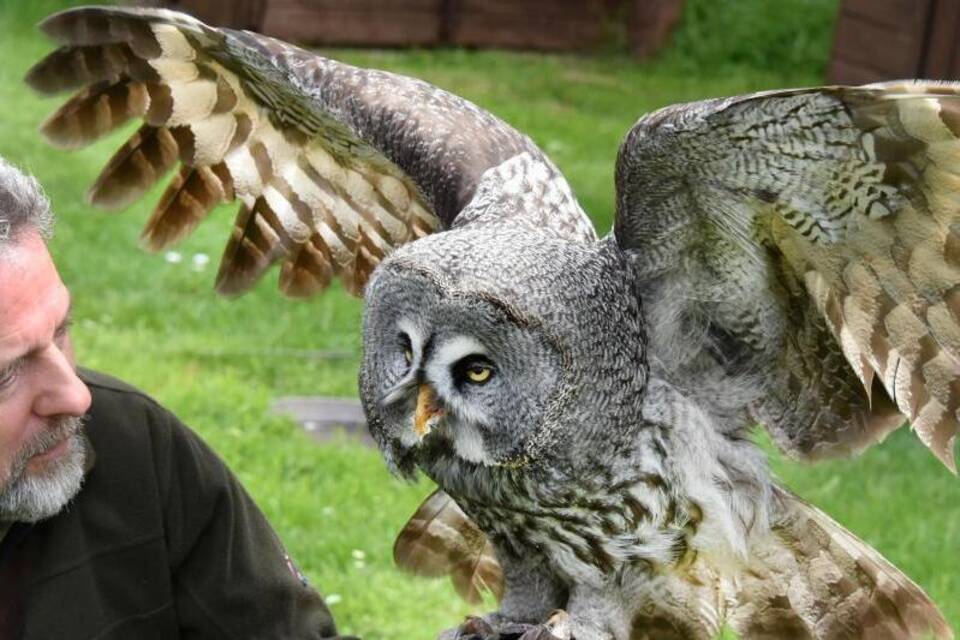 Bartkauz Bartkauz