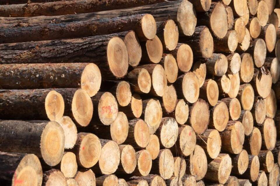 Holzlagerung im Wald