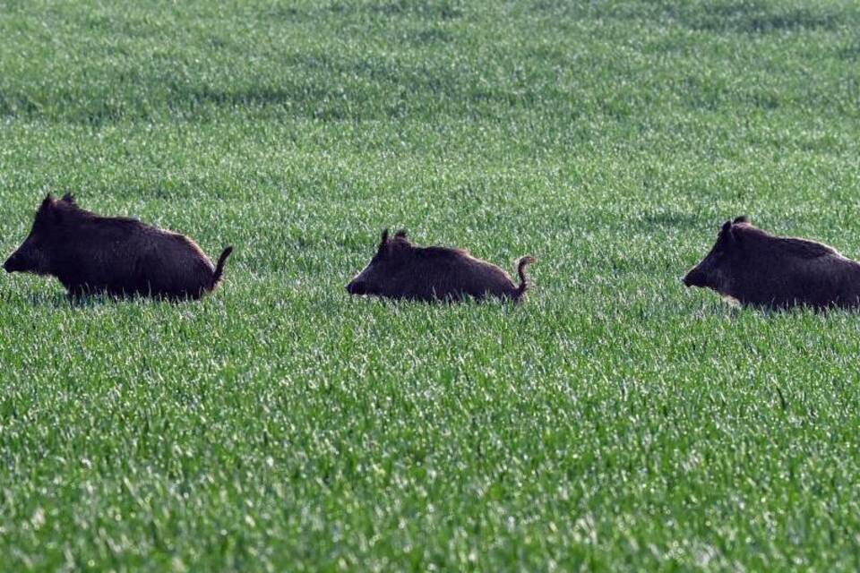 Wildschweine Wildschweine