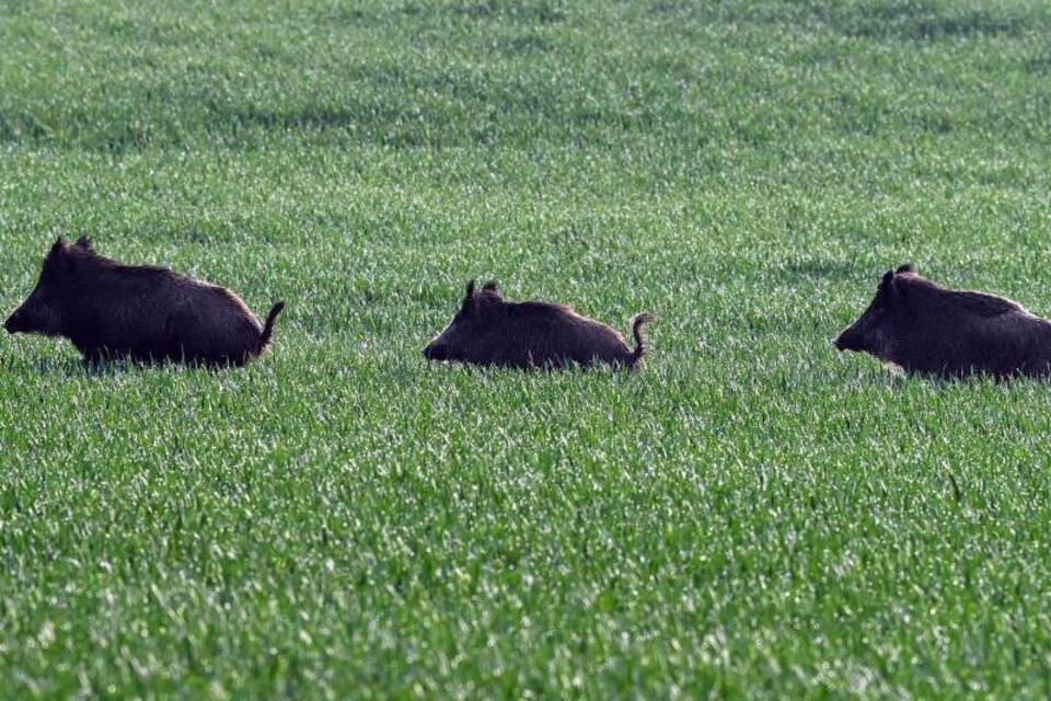 Wildschweine