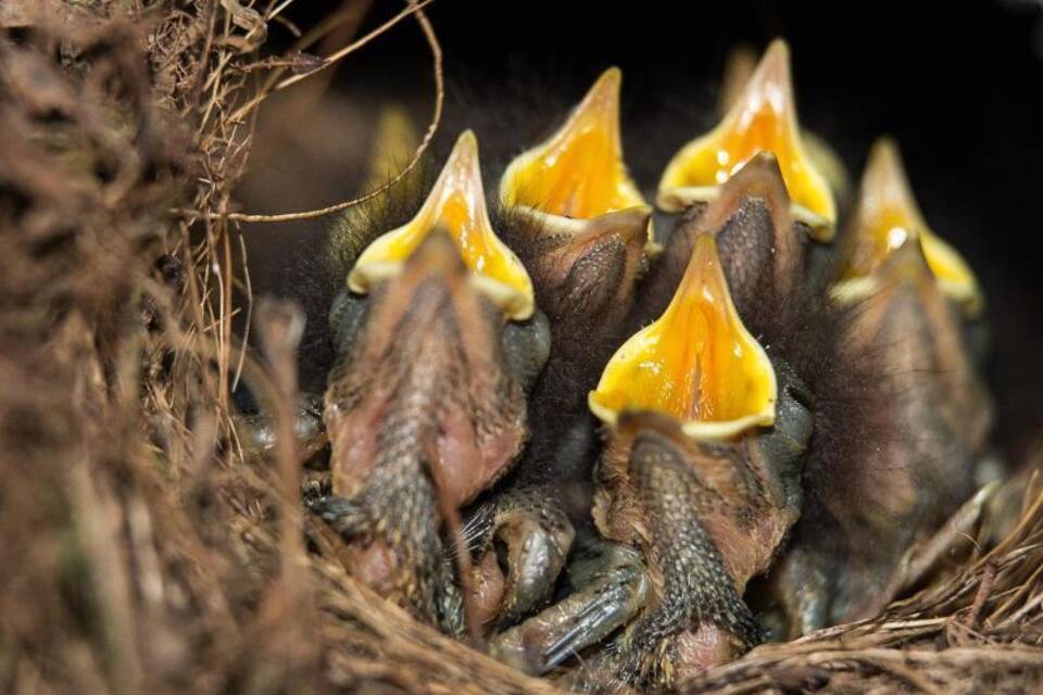 Rotkehlchen-Küken Rotkehlchen-Küken