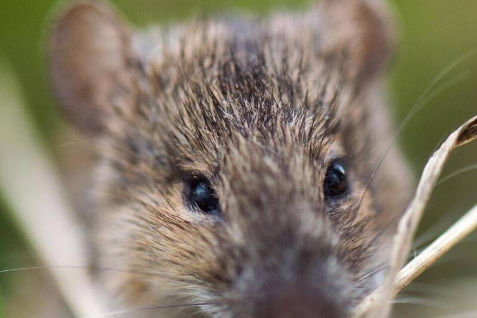 Feldmaus Feldmaus