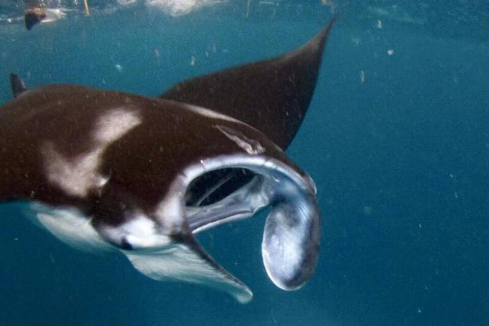 Welche Kunststoffe nehmen Mantarochen auf?