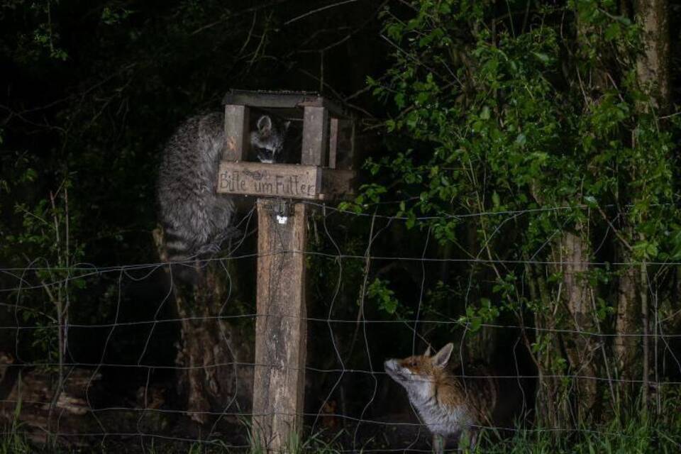 Waschbär und Fuchs