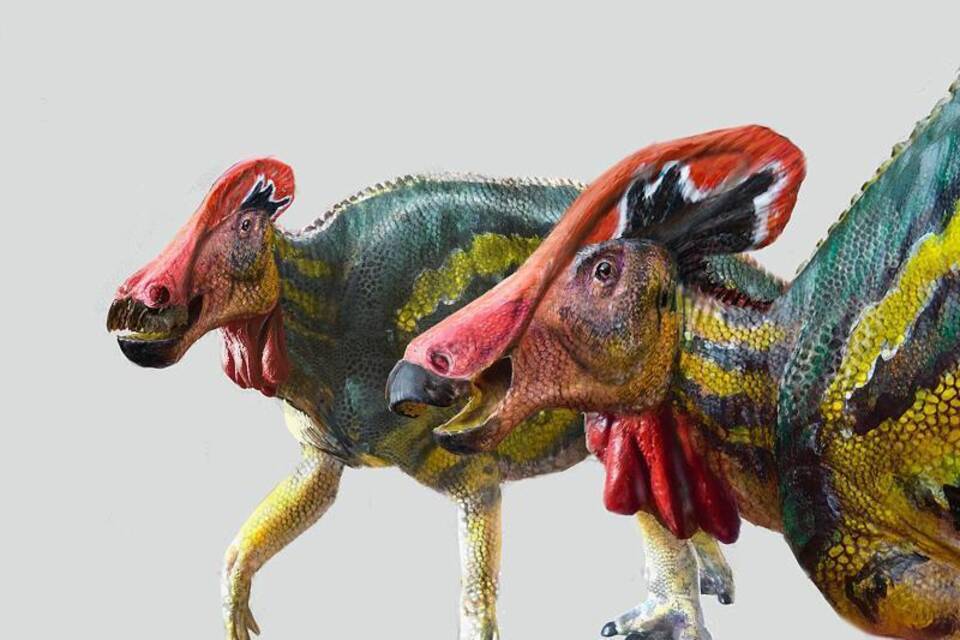 Tlatolophus galorum Tlatolophus galorum